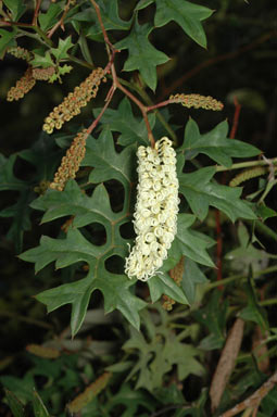 APII jpeg image of Grevillea flexuosa  © contact APII