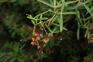 APII jpeg image of Grevillea ripicola  © contact APII