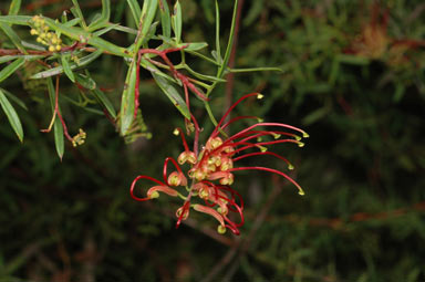 APII jpeg image of Grevillea ripicola  © contact APII