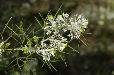 APII jpeg image of Grevillea corrugata  © contact APII