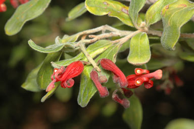 APII jpeg image of Grevillea linsmithii  © contact APII