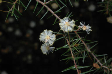 APII jpeg image of Acacia ulicifolia  © contact APII