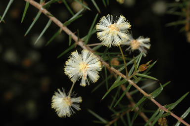 APII jpeg image of Acacia ulicifolia  © contact APII