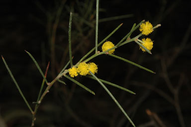 APII jpeg image of Acacia enterocarpa  © contact APII