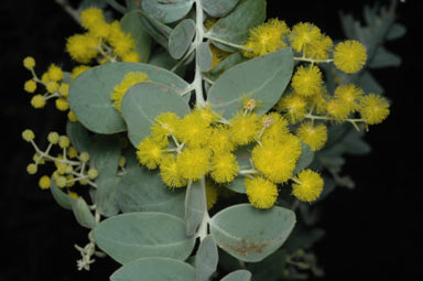 APII jpeg image of Acacia podalyriifolia  © contact APII