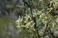 Clematis microphylla