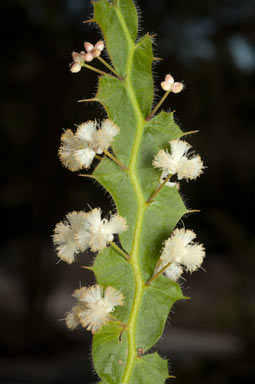 APII jpeg image of Acacia alata var. biglandulosa  © contact APII