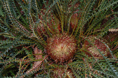 APII jpeg image of Banksia nivea subsp. nivea  © contact APII