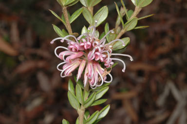 APII jpeg image of Grevillea sericea  © contact APII