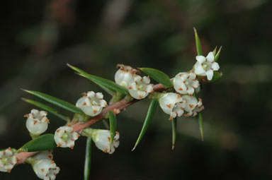 APII jpeg image of Leptecophylla juniperina  © contact APII