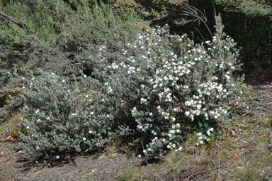 APII jpeg image of Olearia phlogopappa  © contact APII