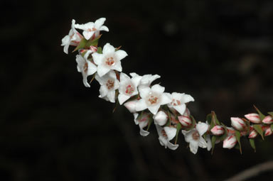 APII jpeg image of Epacris tasmanica  © contact APII