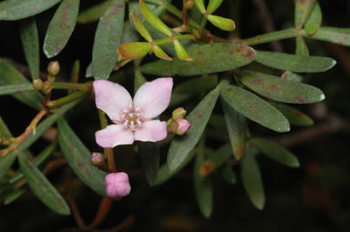 APII jpeg image of Boronia latipinna  © contact APII