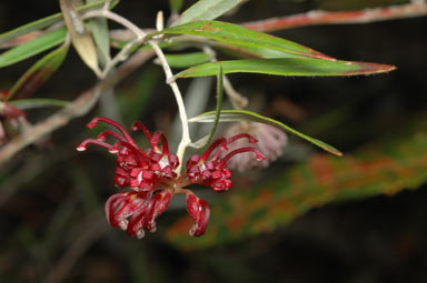 APII jpeg image of Grevillea diffusa subsp. filipendula  © contact APII