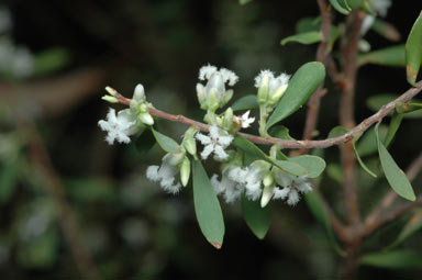 APII jpeg image of Leucopogon muticus  © contact APII