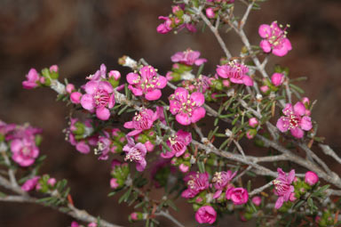 APII jpeg image of Kunzea affinis  © contact APII