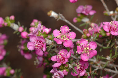 APII jpeg image of Kunzea affinis  © contact APII