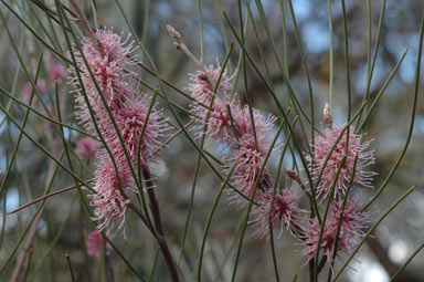 APII jpeg image of Hakea scoparia  © contact APII