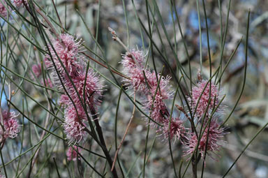 APII jpeg image of Hakea scoparia  © contact APII