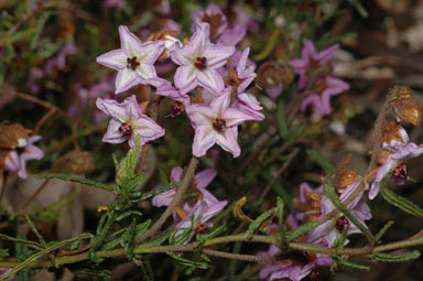 APII jpeg image of Thomasia grandiflora  © contact APII