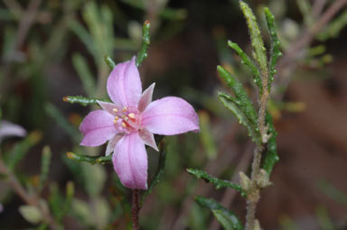 APII jpeg image of Boronia repanda  © contact APII