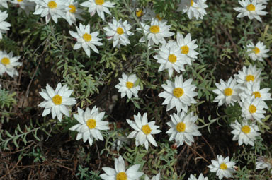 APII jpeg image of Rhodanthe anthemoides 'Chamomile Cascade'  © contact APII