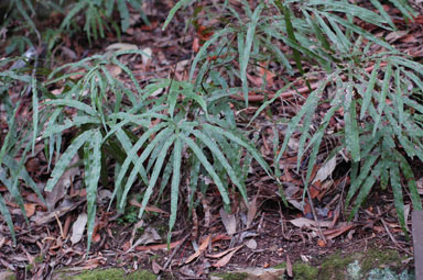 APII jpeg image of Pteris umbrosa  © contact APII