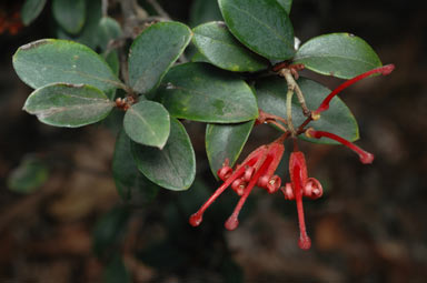 APII jpeg image of Grevillea oxyantha subsp. oxyantha  © contact APII