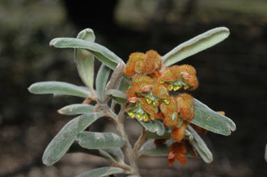 APII jpeg image of Grevillea floribunda subsp. floribunda  © contact APII