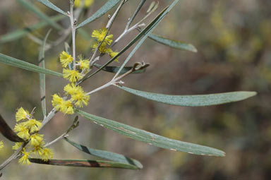 APII jpeg image of Acacia dawsonii  © contact APII