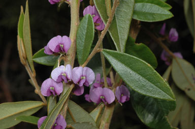 APII jpeg image of Hovea acutifolia  © contact APII