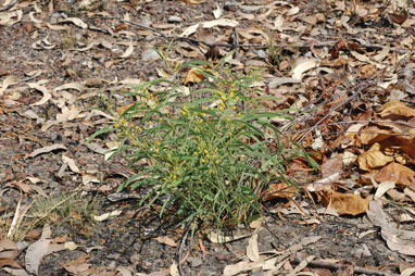 APII jpeg image of Acacia praetermissa  © contact APII