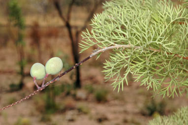 APII jpeg image of Grevillea benthamiana  © contact APII