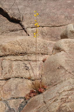 APII jpeg image of Utricularia involvens  © contact APII