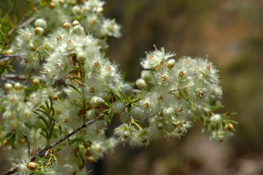 APII jpeg image of Verticordia cunninghamii  © contact APII