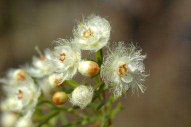 APII jpeg image of Verticordia cunninghamii  © contact APII