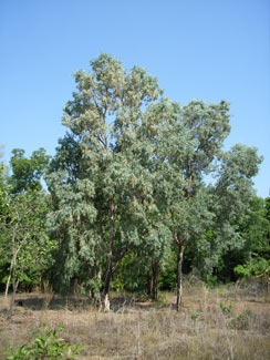 APII jpeg image of Melaleuca dealbata  © contact APII