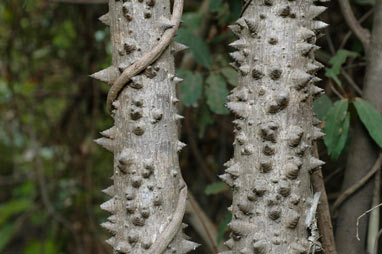 APII jpeg image of Bombax ceiba  © contact APII