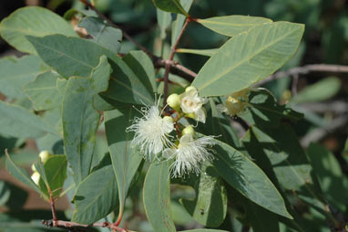 APII jpeg image of Syzygium angophoroides  © contact APII