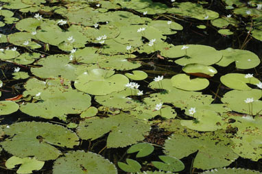 APII jpeg image of Nymphoides indica  © contact APII