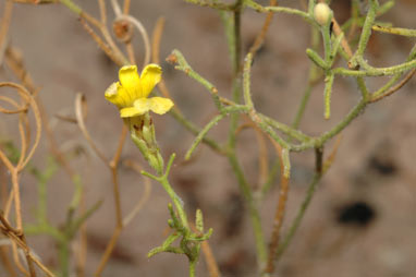 APII jpeg image of Goodenia cirrifica  © contact APII