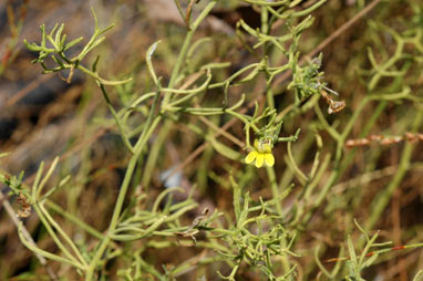 APII jpeg image of Goodenia cirrifica  © contact APII