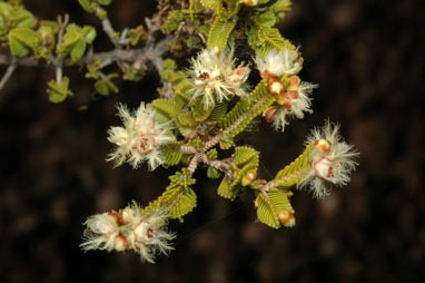 APII jpeg image of Verticordia decussata  © contact APII