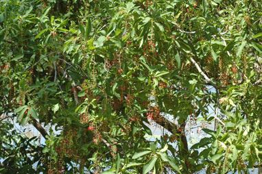 APII jpeg image of Barringtonia acutangula  © contact APII