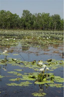 APII jpeg image of Nymphaea  © contact APII