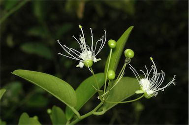 APII jpeg image of Capparis sepiaria  © contact APII