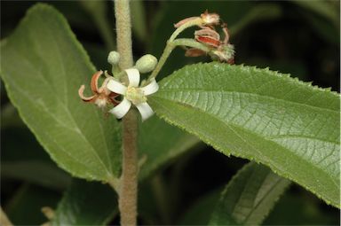 APII jpeg image of Grewia retusifolia  © contact APII