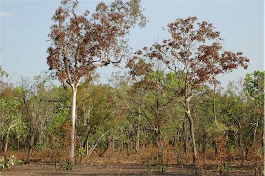 APII jpeg image of Eucalyptus  © contact APII