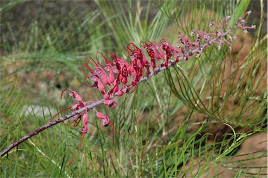 APII jpeg image of Grevillea dryandri subsp. dasycarpa  © contact APII