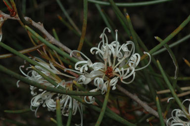 APII jpeg image of Hakea rostrata  © contact APII